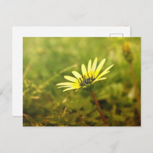 Gele bloem briefkaart (Voorkant / Achterkant)