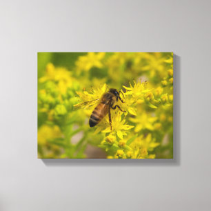 Gele bloem en honingbijen Maleny 2016 Canvas Afdruk