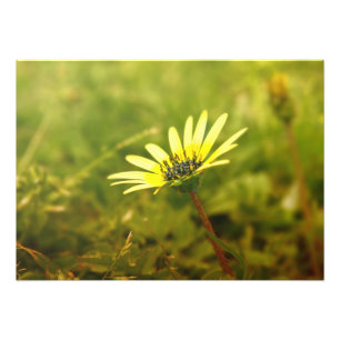 Gele bloem foto afdruk