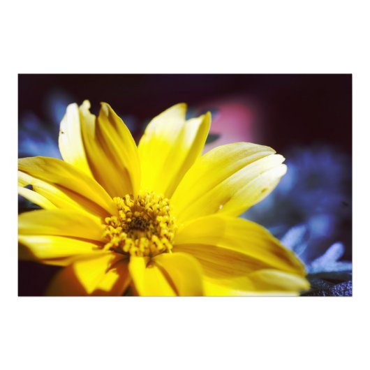 Gele Bloem Foto Afdruk (Voorkant)
