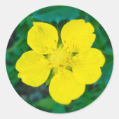 Gele bloem – Groene achtergrond Macro Foto Ronde Sticker (Voorkant)