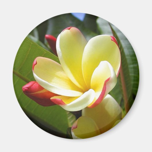 gele bloem magneet (Voorkant)