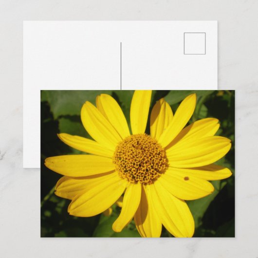 Gele bloem met groene loof briefkaart (Voorkant / Achterkant)