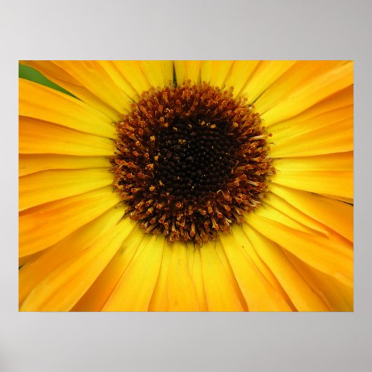 gele bloem poster (Voorkant)