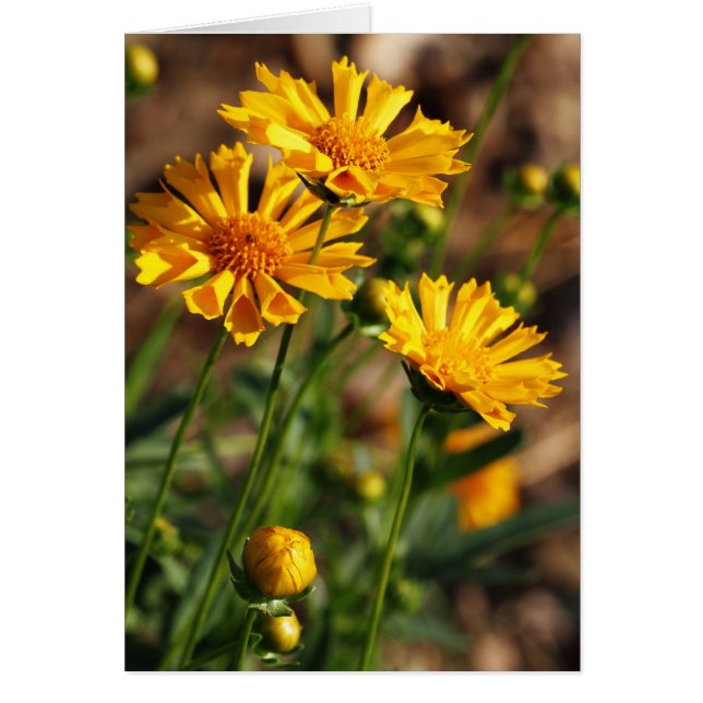  gele bloemen (Voorkant)