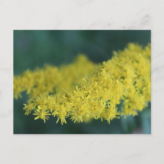 Gele bloemen #13 briefkaart (Voorkant)