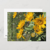 Gele bloemen Beer Paw Mtns Briefkaart (Voorkant / Achterkant)