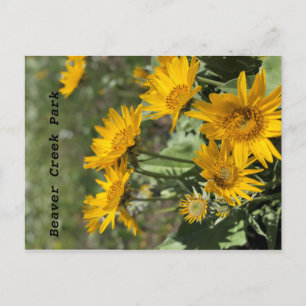 Gele bloemen Beer Paw Mtns Briefkaart