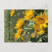 Gele bloemen Beer Paw Mtns Briefkaart (Voorkant)