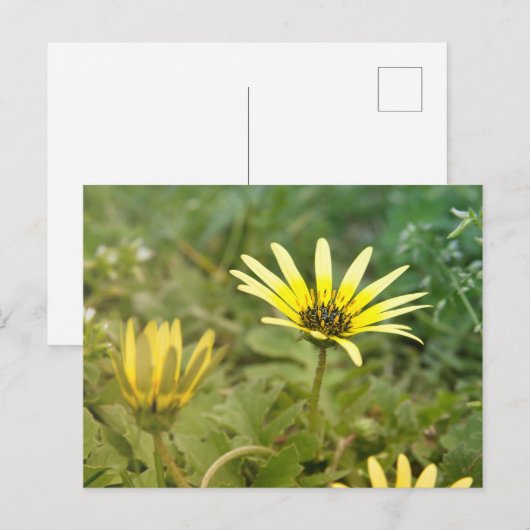 Gele bloemen briefkaart (Voorkant / Achterkant)