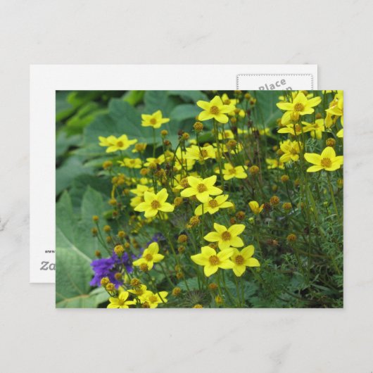 gele bloemen briefkaart (Voorkant / Achterkant)