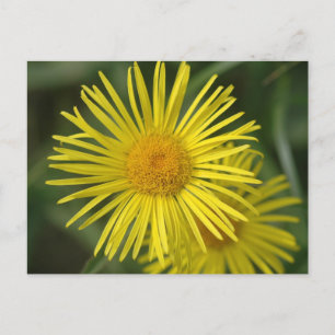 Gele Bloemen Briefkaart