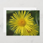 Gele Bloemen Briefkaart (Voorkant / Achterkant)