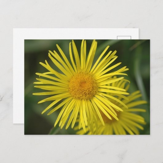 Gele Bloemen Briefkaart (Voorkant / Achterkant)