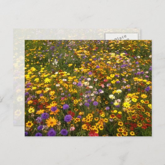 Gele bloemen briefkaart (Voorkant / Achterkant)