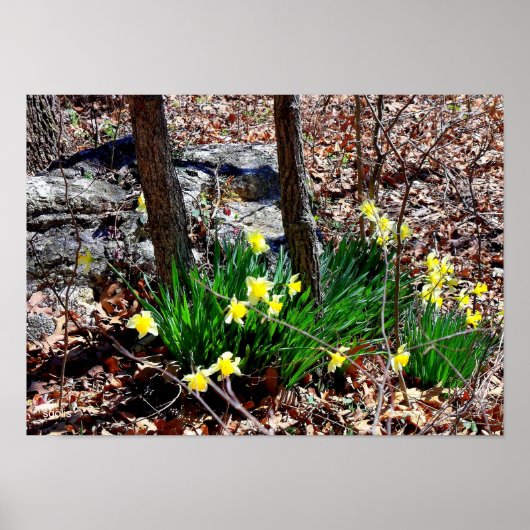 Gele bloemen Daffodils in de Bossen Foto Poster (Voorkant)