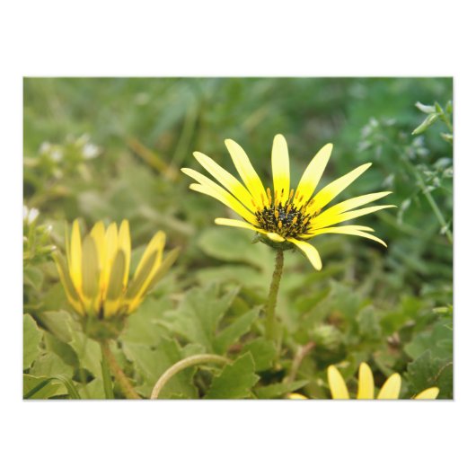 Gele bloemen foto afdruk (Voorkant)