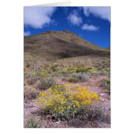 Gele bloemen in Death Valley