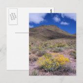 Gele bloemen in Death Valley Briefkaart (Voorkant / Achterkant)