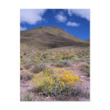 Gele bloemen in Death Valley