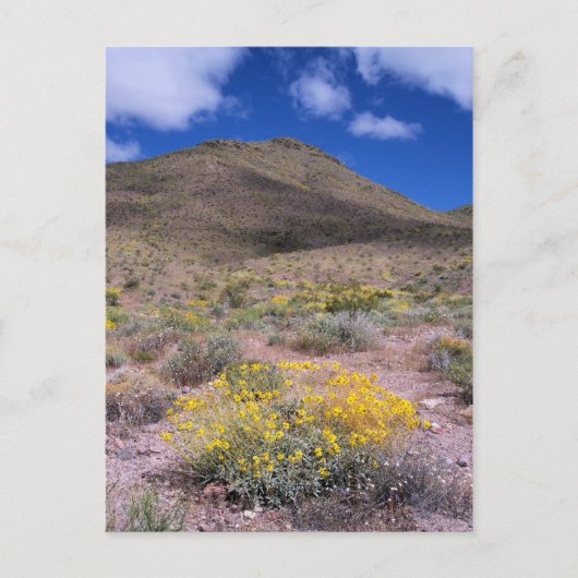 Gele bloemen in Death Valley Briefkaart (Voorkant)