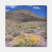 Gele bloemen in Death Valley Magneet (Voorkant)