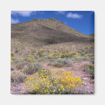 Gele bloemen in Death Valley