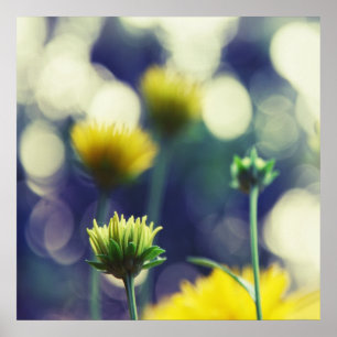 Gele bloemen in zonneboezem poster