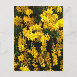 Gele bloemen — Indische Australiër Briefkaart