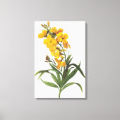 Gele bloemen (naam onbekend) Pierre Joseph Redout Canvas Afdruk (Voorkant)