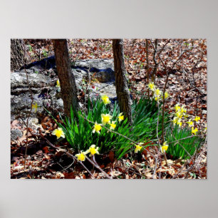 Gele bloemen Narcissen in het bos Foto Poster