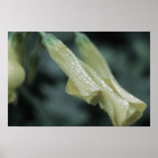 Gele Bloemen - Ochtenddauw Poster (Voorkant)