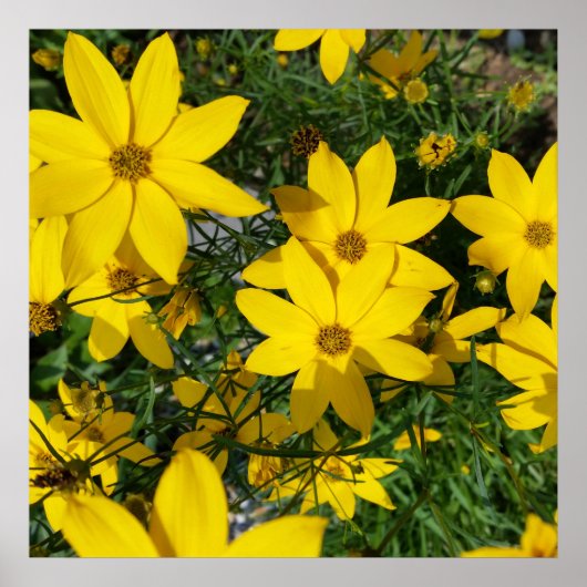 gele bloemen poster (Voorkant)
