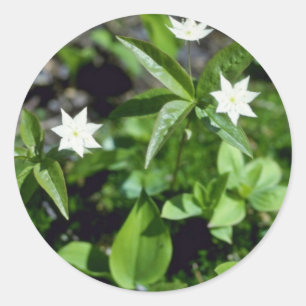 Gele bloemen (Trientalis Borealis) Ronde Sticker