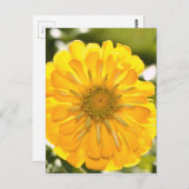 Gele bloemengele bloem gele madeliefje briefkaart (Voorkant / Achterkant)