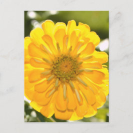 Gele bloemengele bloem gele madeliefje briefkaart