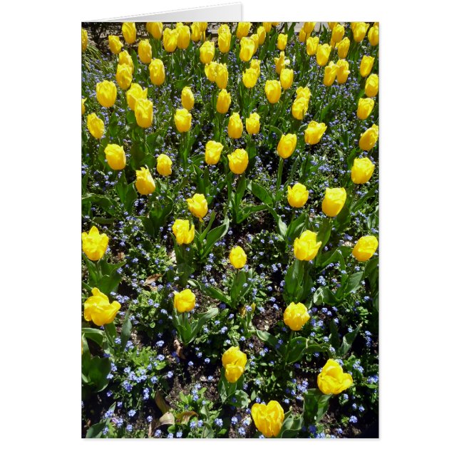 gele bloementje (Voorkant)