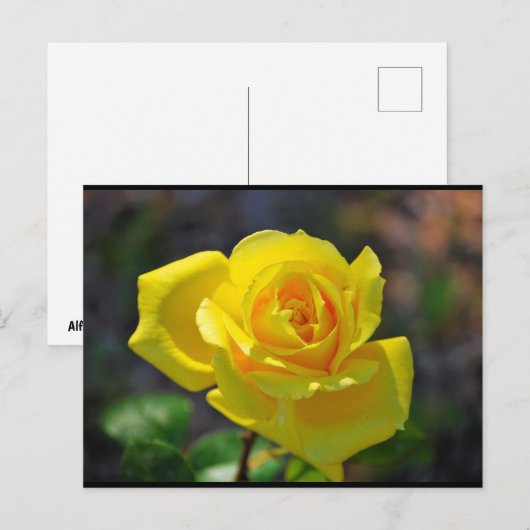 Gele bloemige roos briefkaart (Voorkant / Achterkant)