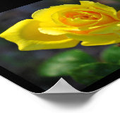 Gele bloemige roos poster (Hoek)