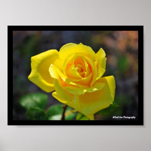 Gele bloemige roos poster (Voorkant)