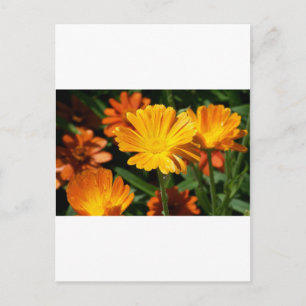 Gele Bloesems Bloemen Kunst Vrede Liefde Lotsbeste Briefkaart