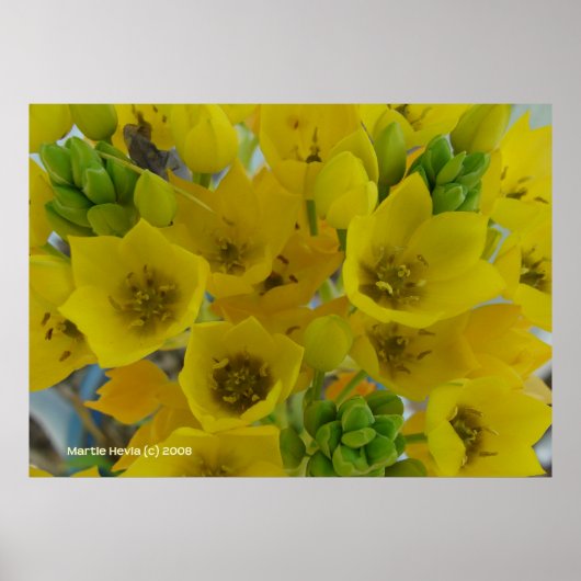 Gele bolbloemen poster (Voorkant)