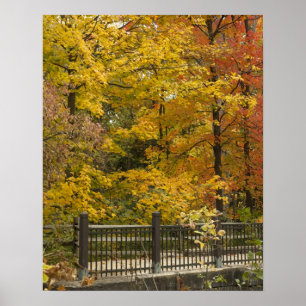 Gele bomen in de herfst poster