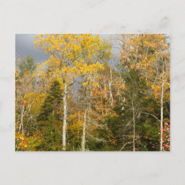 Gele bomen in New Hampshire Briefkaart