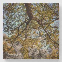 Gele boom in het najaar