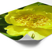 Gele boompony (Paeonia Lutea) Poster (Hoek)