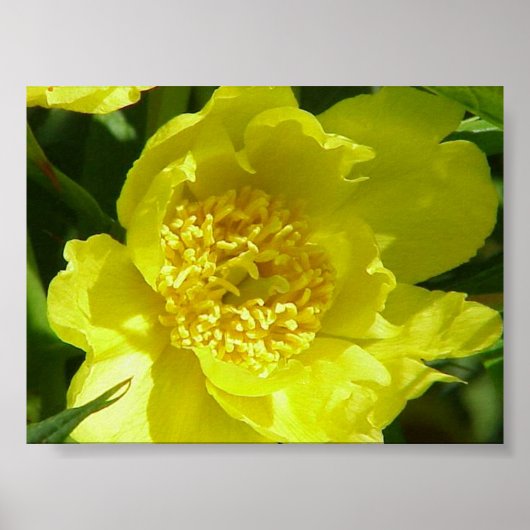 Gele boompony (Paeonia Lutea) Poster (Voorkant)