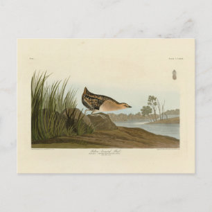 Gele-borsttrein - Amerikaanse vogels van Audubon Briefkaart