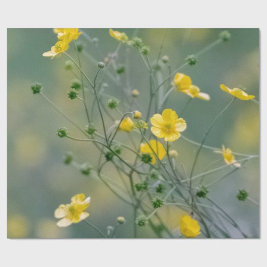 Gele boterbloemen cadeaupapier (Vlak)