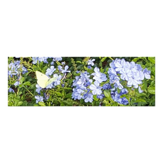 Gele Boterfly Lavender Blue Plumbago Flowers Foto Afdruk (Voorkant)